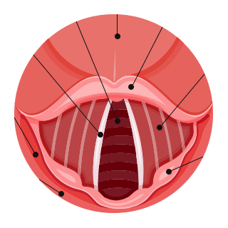 Vocal Cord-Vocalzone