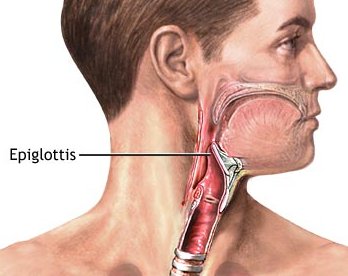 Epiglottis-Avoid-Vocal-Burnout