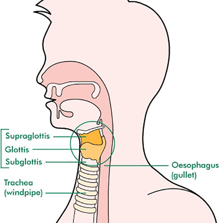 The-Larynx-Vocal-Techniques-thumbnail