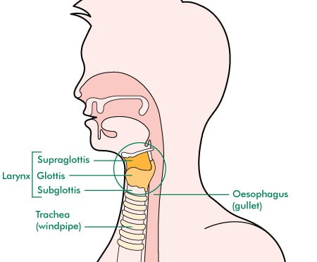 The Larynx - Vocal Techniques The-Larynx-Vocal-Techniques