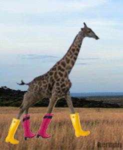 zebra zebra