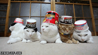 cats_hats