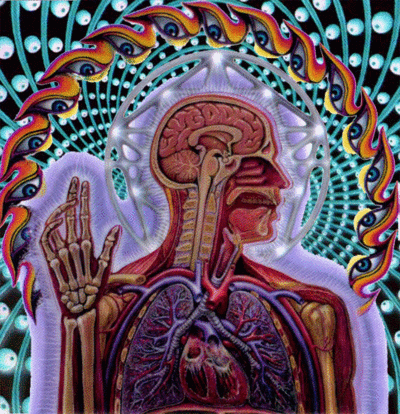 anatomy_vocalzone anatomy_vocalzone