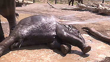 elephant_vocalzone elephant_vocalzone