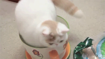 cat_video_vocalzone cat_video_vocalzone