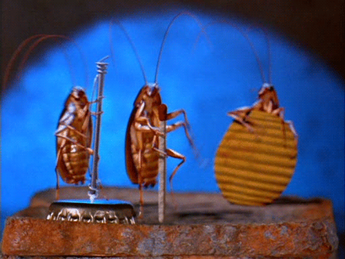 bugs_vocalzone bugs_vocalzone