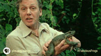 attenborough vocalzone attenborough vocalzone